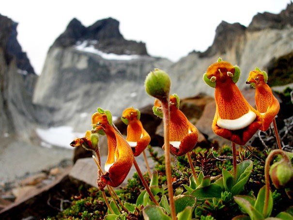 Hoa người ngoài hành tinh Calceolaria uniflora này còn có tên gọi khác là Happy Alien. Chúng có hình dáng như những người ngoài hành tinh vậy.Loài hoa do nhà bác học Darwin tìm ra vào năm 1831 và 1836. Ưa mọc ở những nơi có thời tiết ẩm lạnh, xuất hiện nhiều ở nhóm đảo Tierra del Fuego, Nam Mỹ